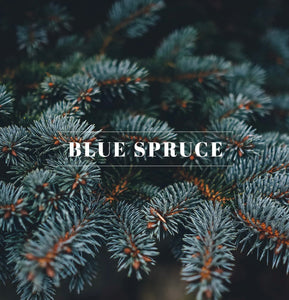 Orleans Blue Spruce Candle